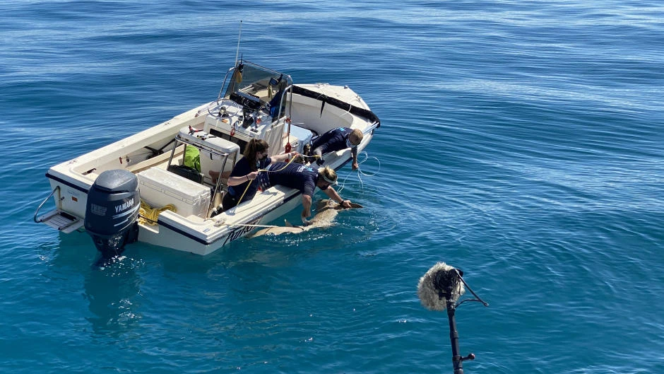 Shark Attack Investigation: The Paige Winter Story